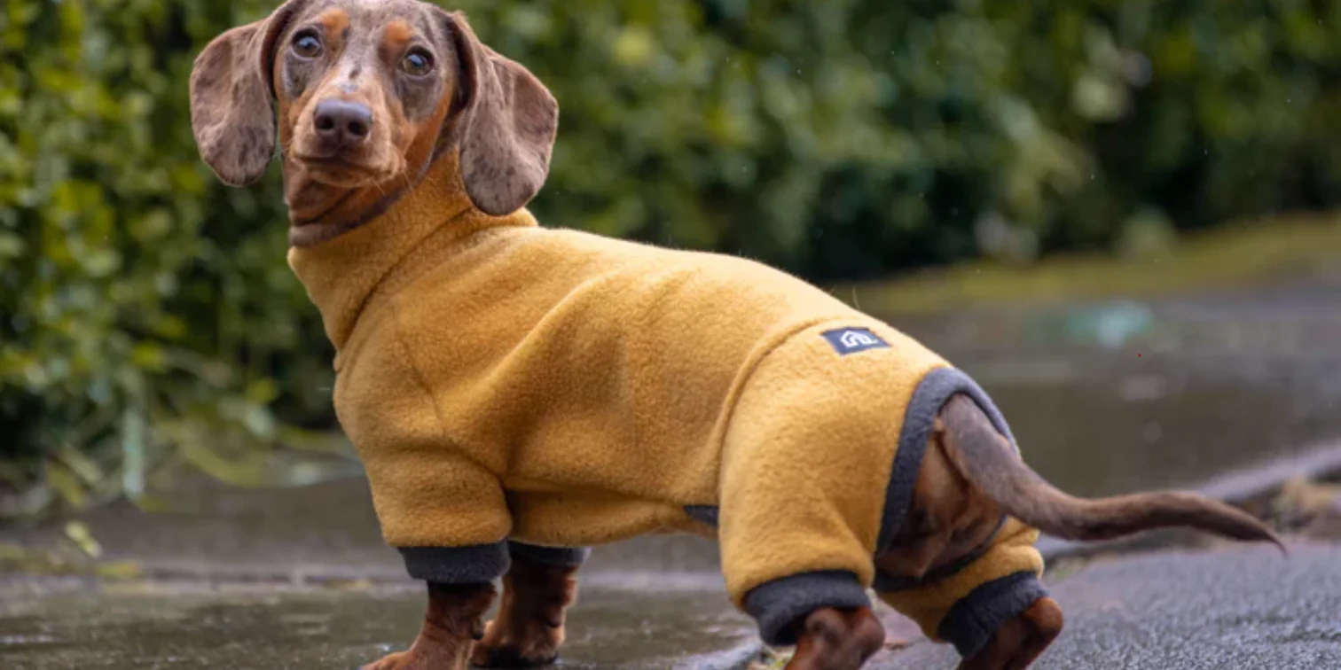 Style Your Dog's Best Life